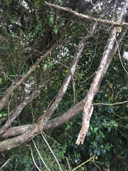 Parsonsia heterophylla