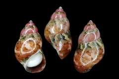 Phasianella solida