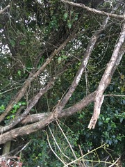 Parsonsia heterophylla