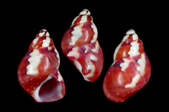 Phasianella solida