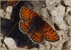 Melitaea varia