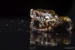 Eleutherodactylus nitidus