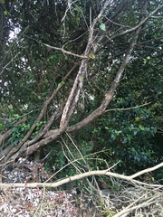 Parsonsia heterophylla