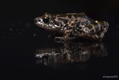 Eleutherodactylus nitidus