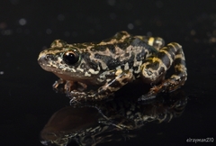 Eleutherodactylus nitidus