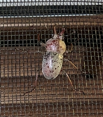 Cacostomus squamosus