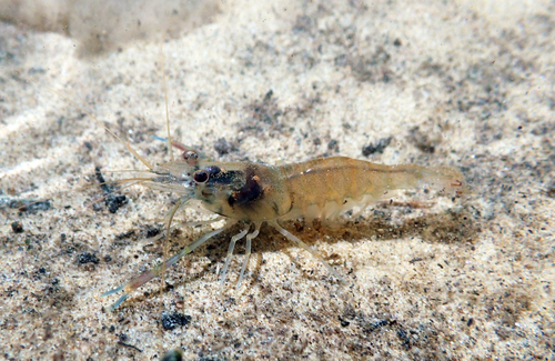 Macrobrachium shokitai