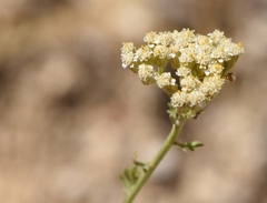 Achillea ligustica