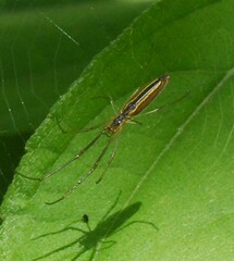 Tetragnathidae