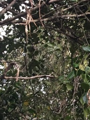 Parsonsia heterophylla