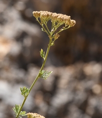 Achillea ligustica