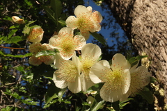 Eucryphia glutinosa