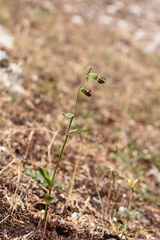 Epipactis microphylla