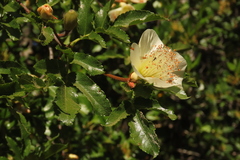 Eucryphia glutinosa