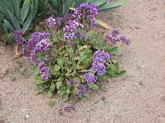 Limonium puberulum