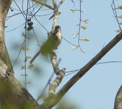 Cercotrichas quadrivirgata