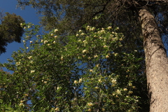 Eucryphia glutinosa