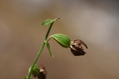 Epipactis microphylla