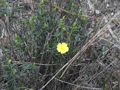 Cistus calycinus