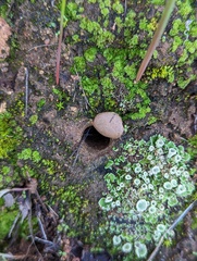 Bothriocyrtum californicum