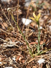 Tragopogon samaritani