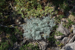 Phlojodicarpus sibiricus