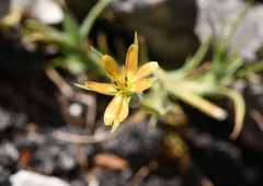 Tragopogon samaritani
