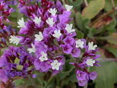 Limonium puberulum