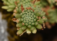 Sedum laconicum