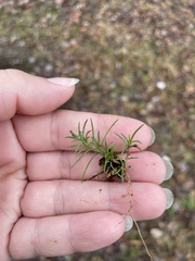 Polypremum procumbens