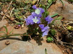 Limonium sinuatum sinuatum
