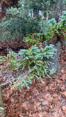 Cryptomeria japonica