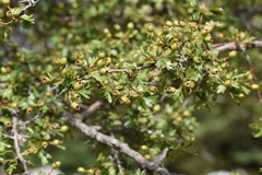 Crataegus monogyna