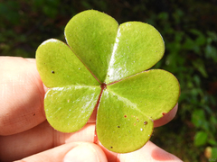 Oxalis oregana