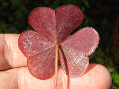 Oxalis oregana