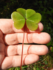 Oxalis oregana