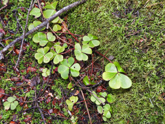 Oxalis oregana