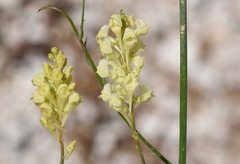 Linaria peloponnesiaca