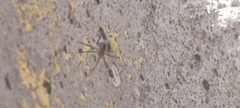 Araneae