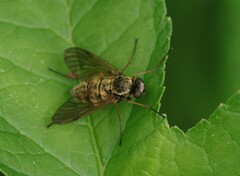 Chrysopilus flaveolus