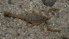 Mesobuthus mirshamsii