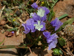 Limonium sinuatum sinuatum