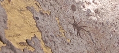 Araneae