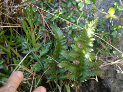 Asplenium appendiculatum maritimum