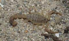 Mesobuthus mirshamsii