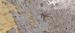 Araneae