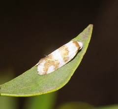 Prepocosma schalidota