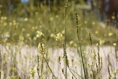 Linaria peloponnesiaca