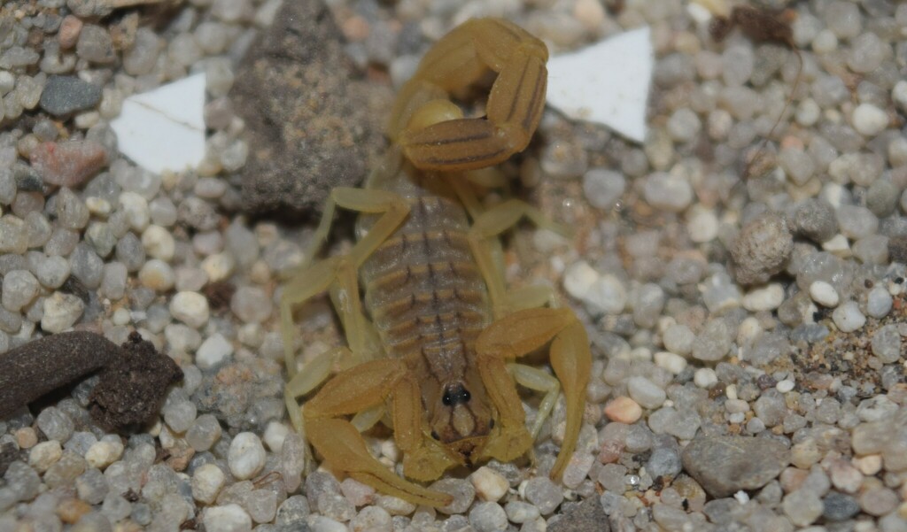 Mesobuthus navidpouri
