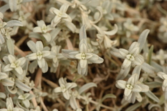 Cerastium candidissimum